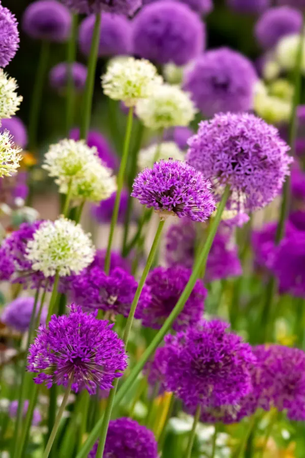 Allium flowers with large, white and purple blooms.