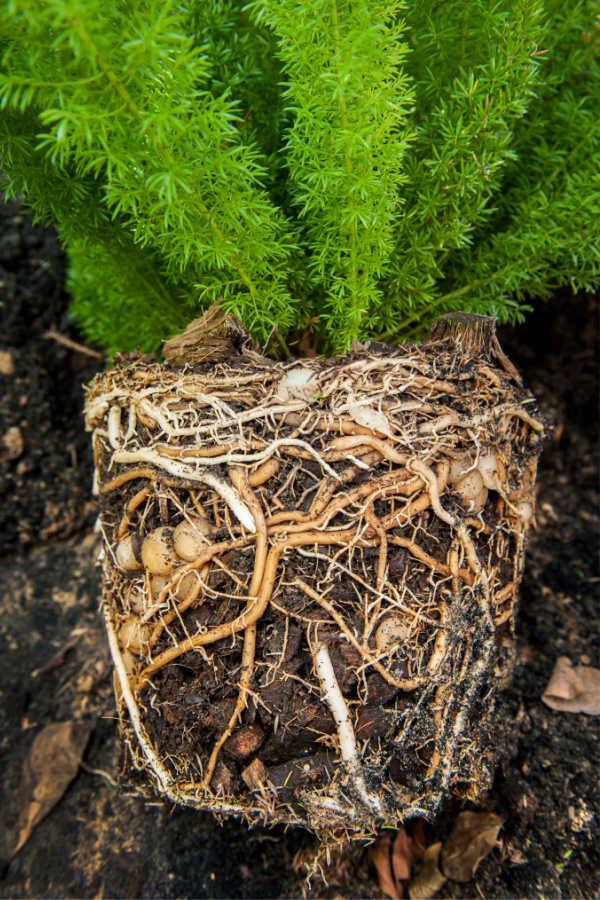 A very root bound fern.