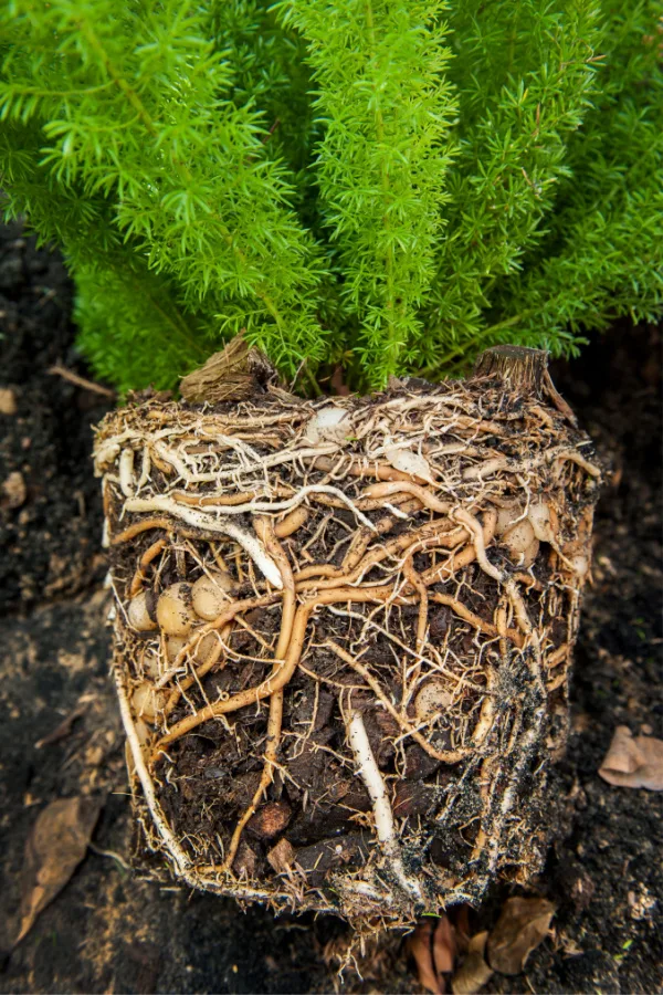 A very root bound fern.