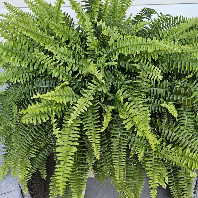 A big, overgrown fern