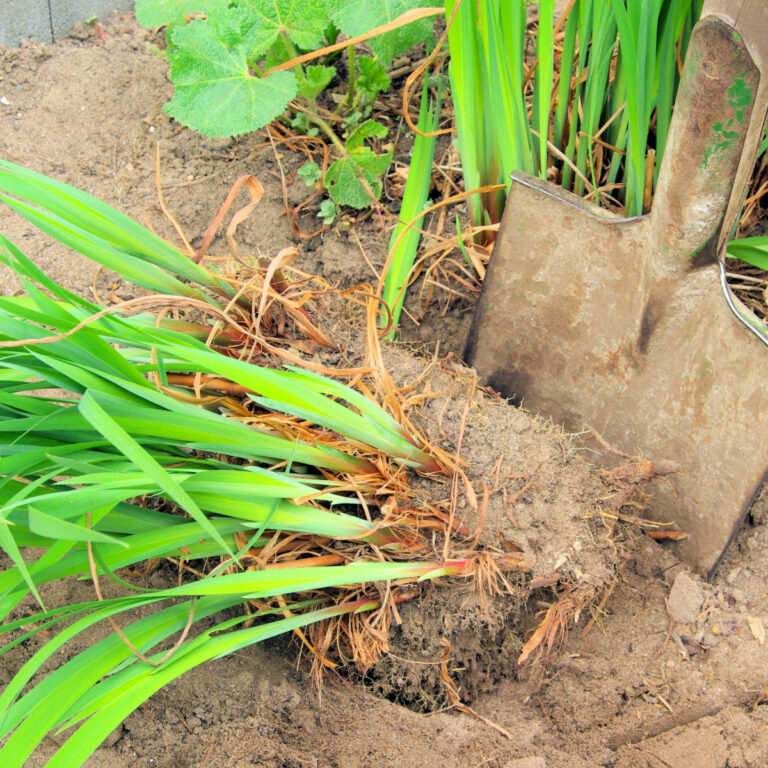 Dividing perennial daylilies in the fall