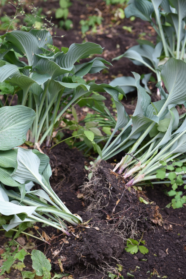 Large hosta plants recently dug up from the ground.