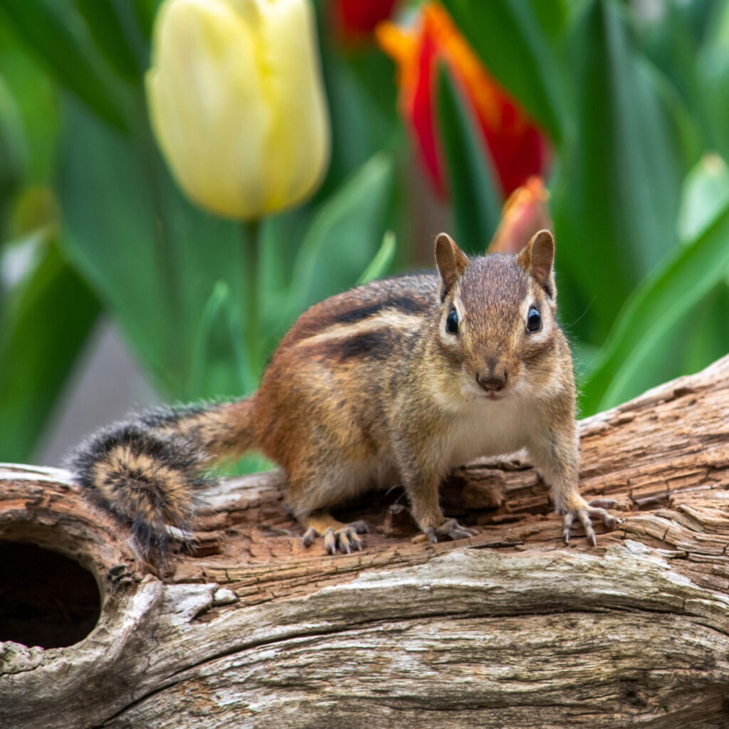 A chipmunk sitting on a log in front of tulip plants.