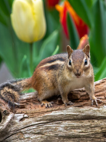 A chipmunk sitting on a log in front of tulip plants.