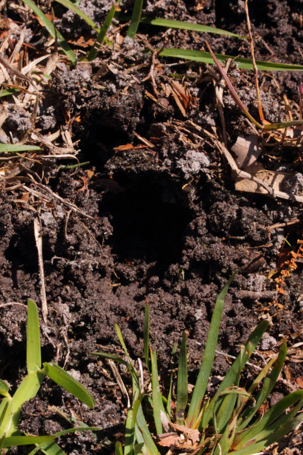 A hole that was created by a squirrel that had dug up a flower bulb during the fall.