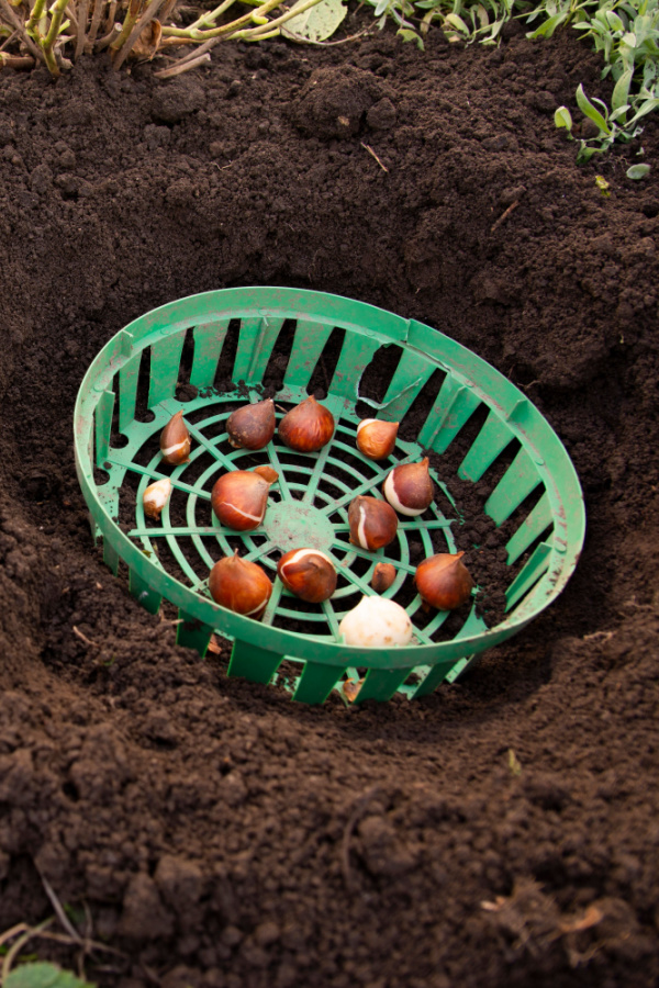 Fall planted flower bulbs in a a cage before planting in the ground. 