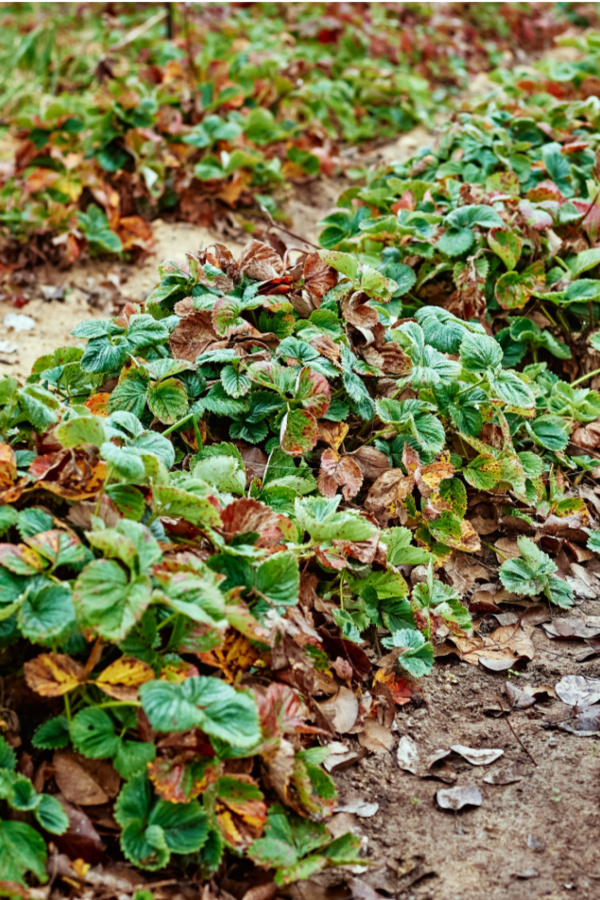 how to care for strawberry plants in the fall - before winter