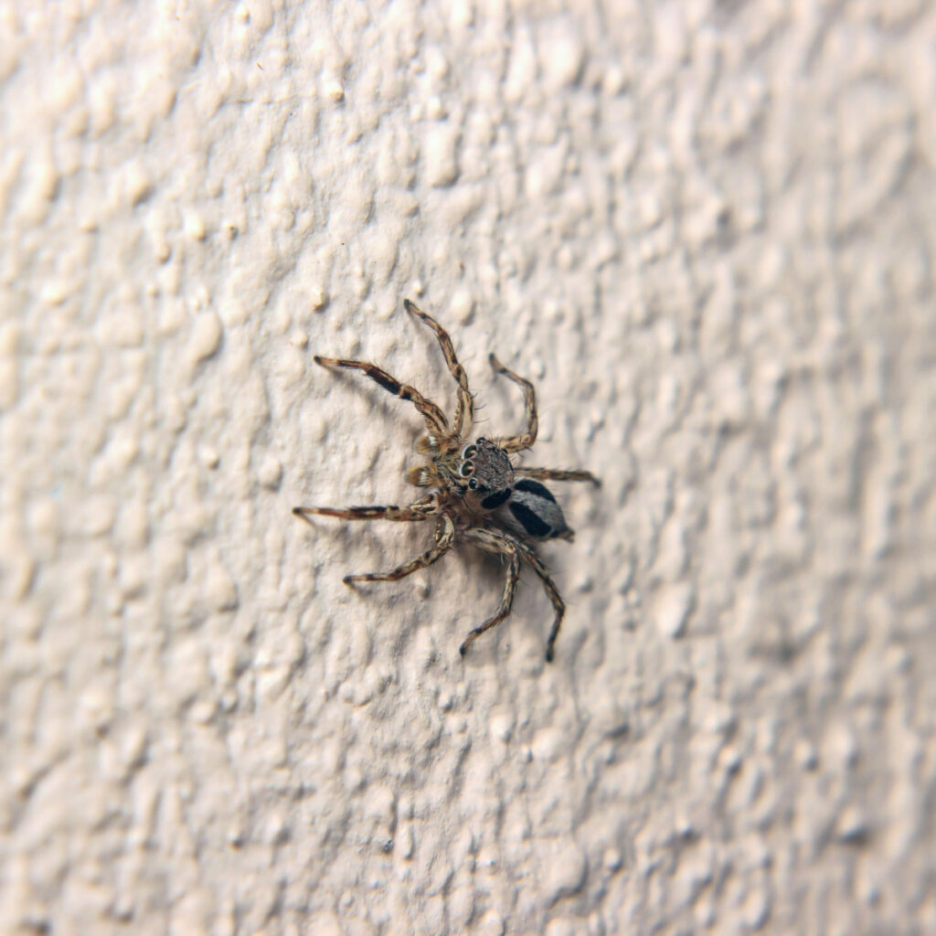 A spider hanging out on a textured wall - how to keep spiders away