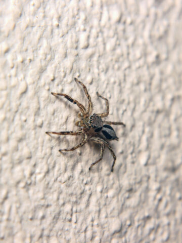 A spider on a white textured wall