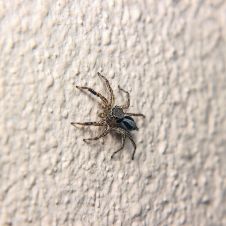 A spider on a white textured wall