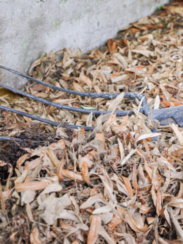 A pile of leaf mold with a rake on top