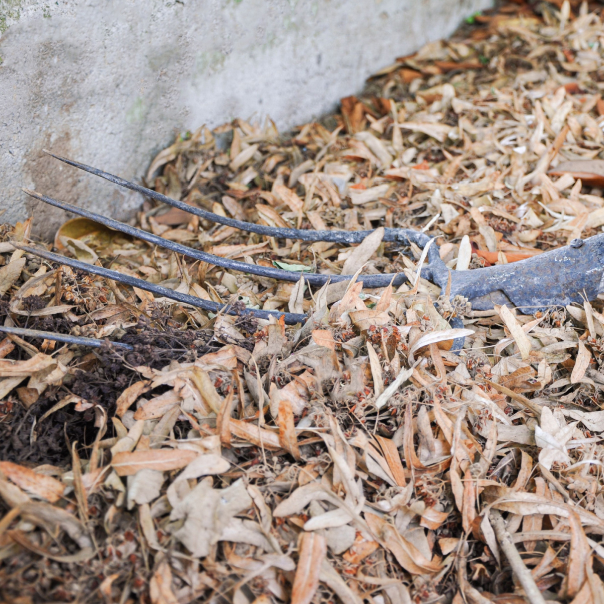 A pile of leaf mold with a rake on top