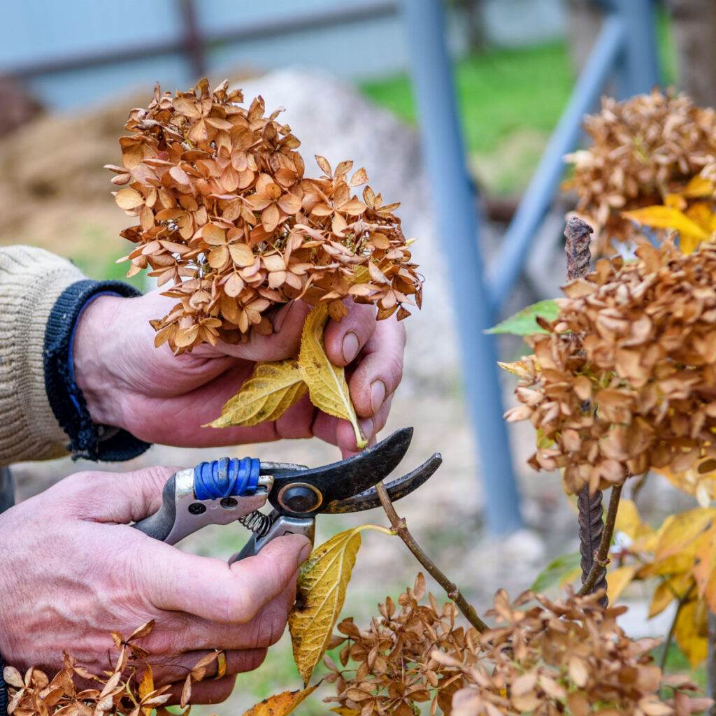 Two hands pruning a hydrangea bush  in the fall.