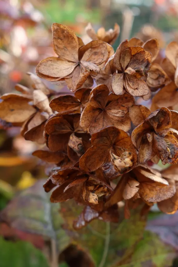 A spent, brown oakleaf hydrangea bloom