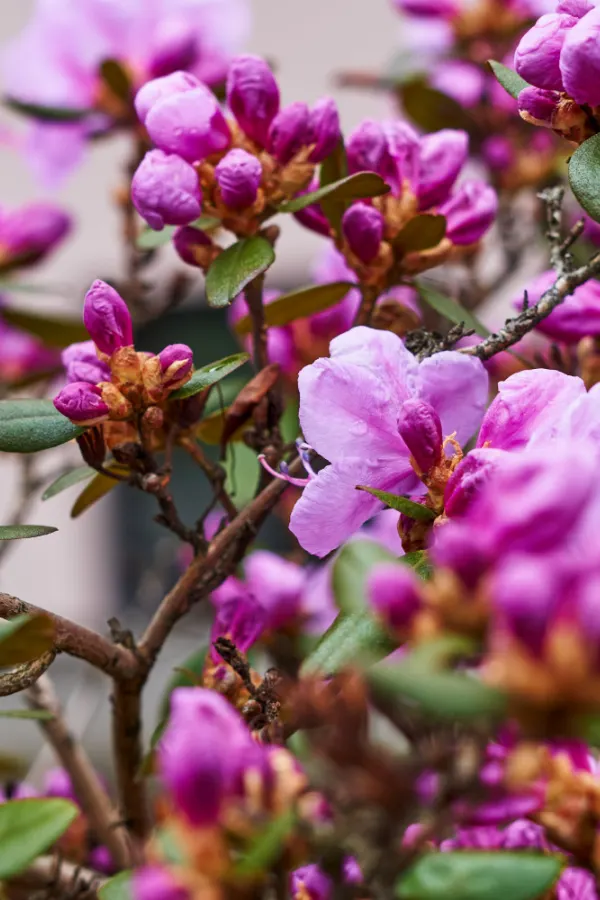A rhododendron bush with new blooms 