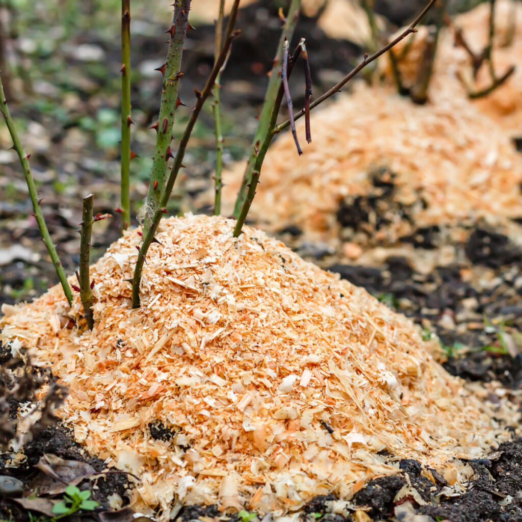 Rose bushes mulched in the fall with wood shavings and ready for winter.