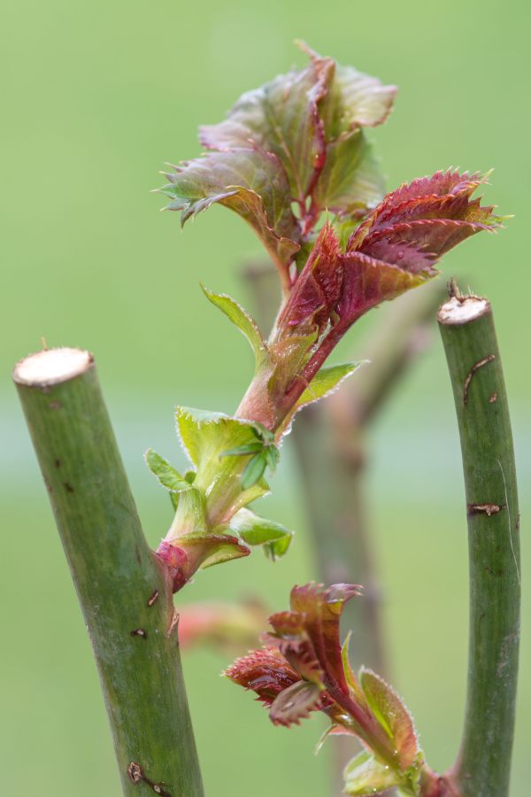 New growth on rose bushes that have recently been pruned.