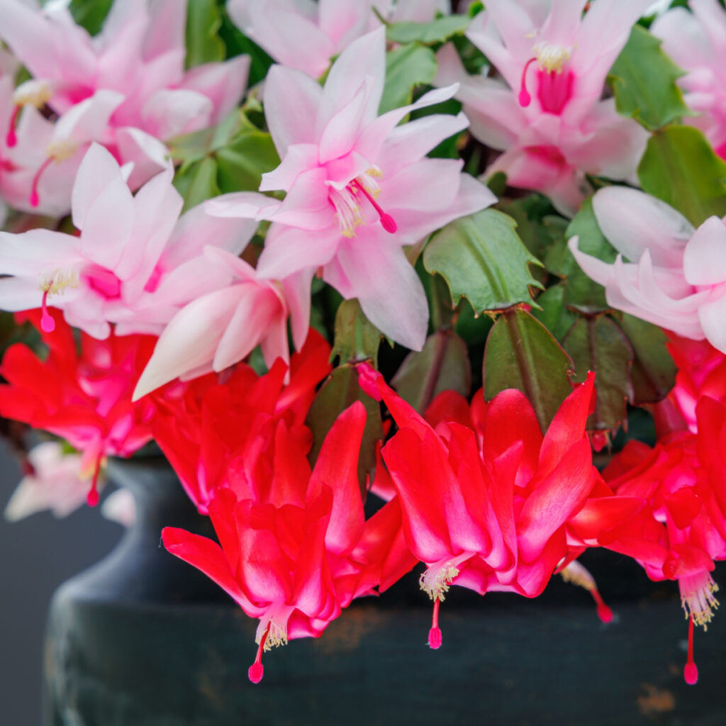 A closeup of a Thanksgiving Cactus with pink and red blooms