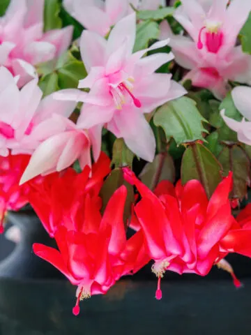 Closeup of pink and red blooms on a Thanksgiving Cactus