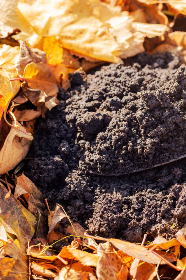 A pile of finished compost added to a pile of composting leaves.