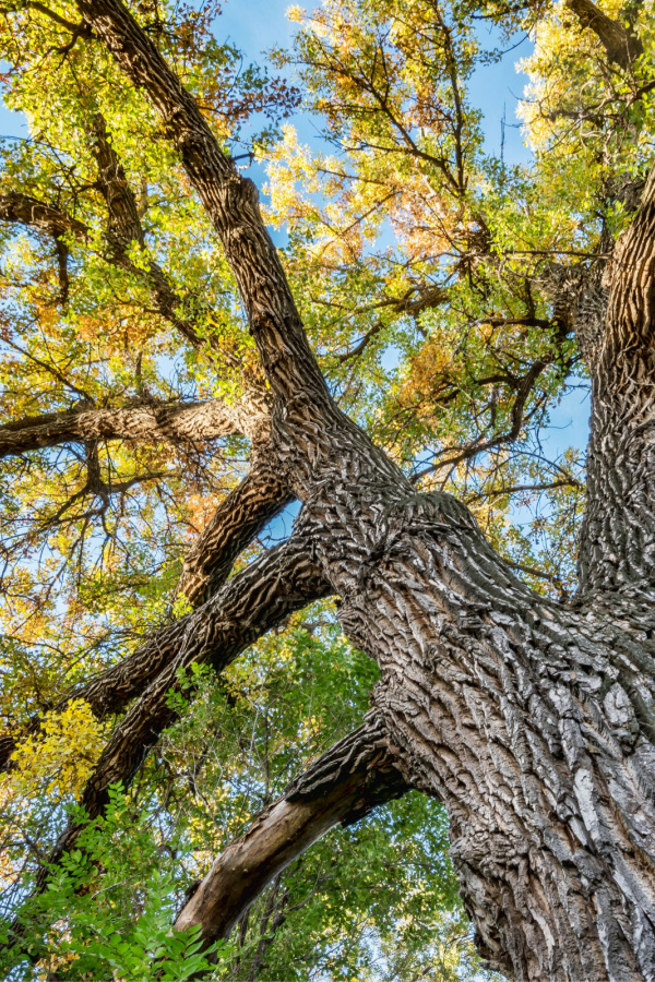 A tall cottonwood tree - mistakes gardeners make when composting leaves