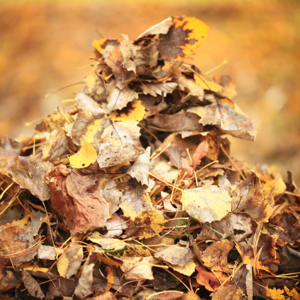 A pile of leaves in the fall