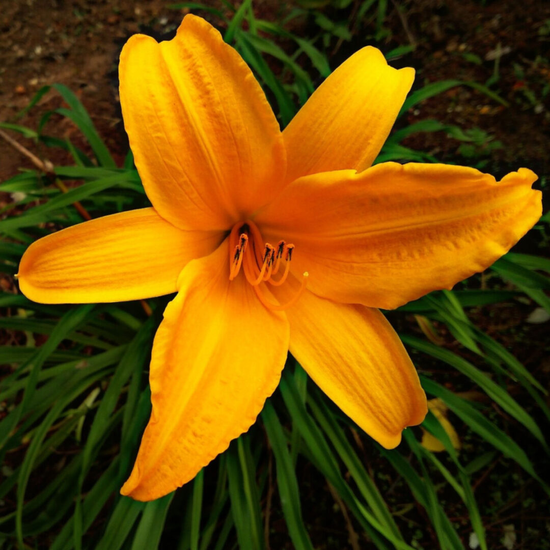 What To With Daylilies Before Winter Late Season Daylily Care!