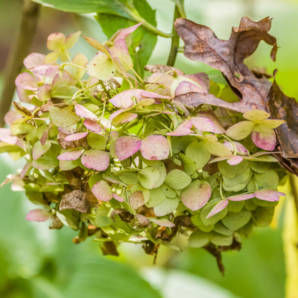 dying hydrangea blooms