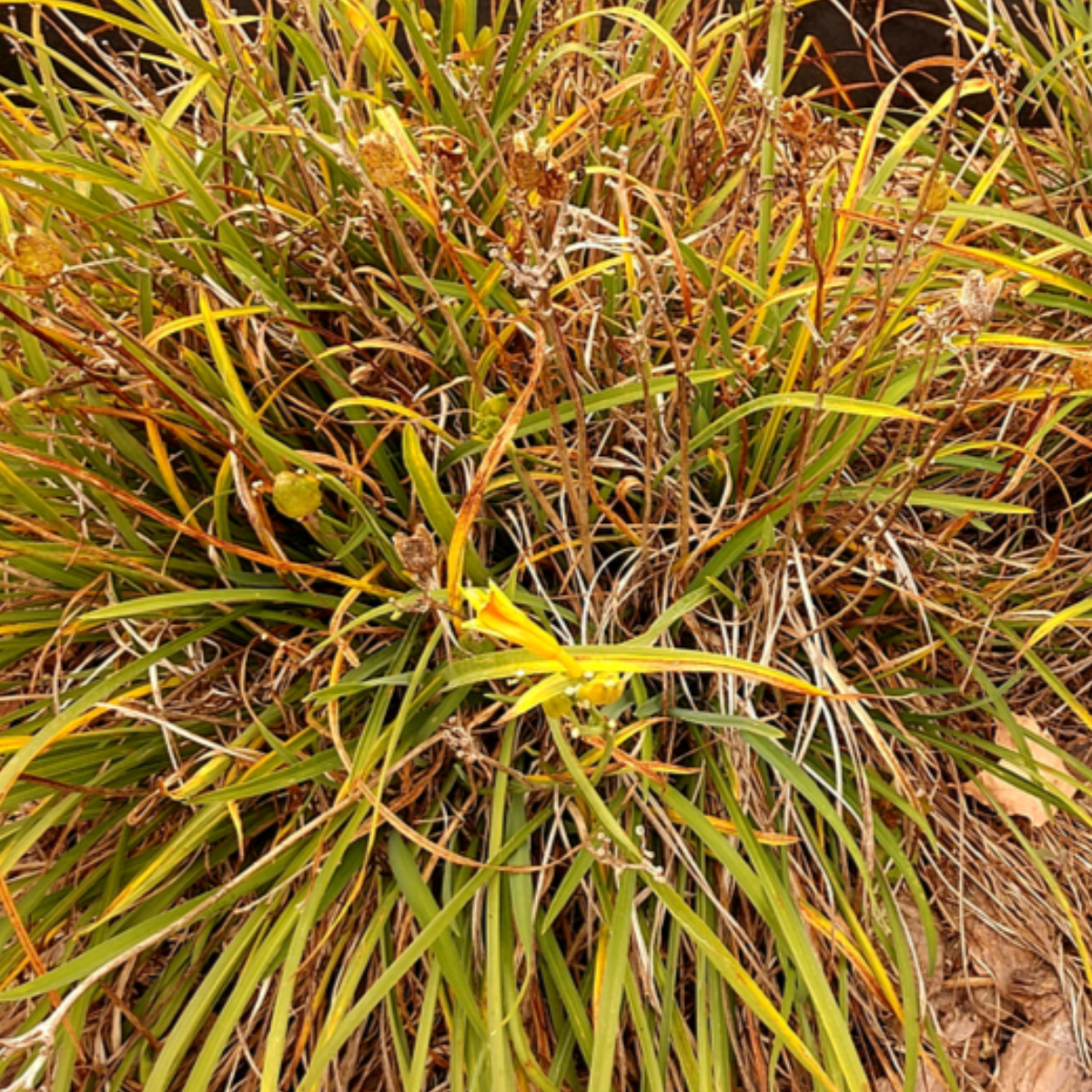 What To With Daylilies Before Winter Late Season Daylily Care!