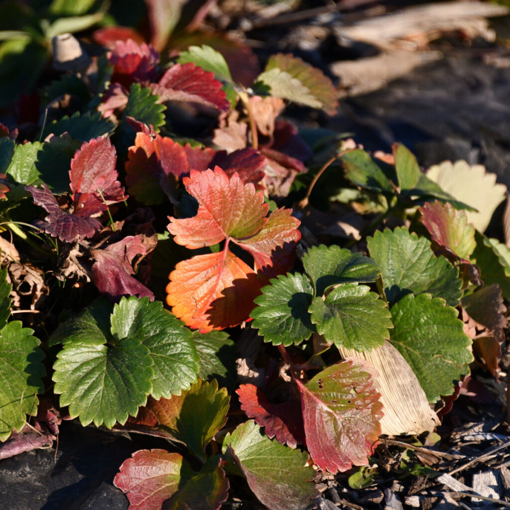 strawberry plants before winter - fall plant care