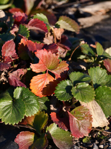 strawberry plants before winter - fall plant care