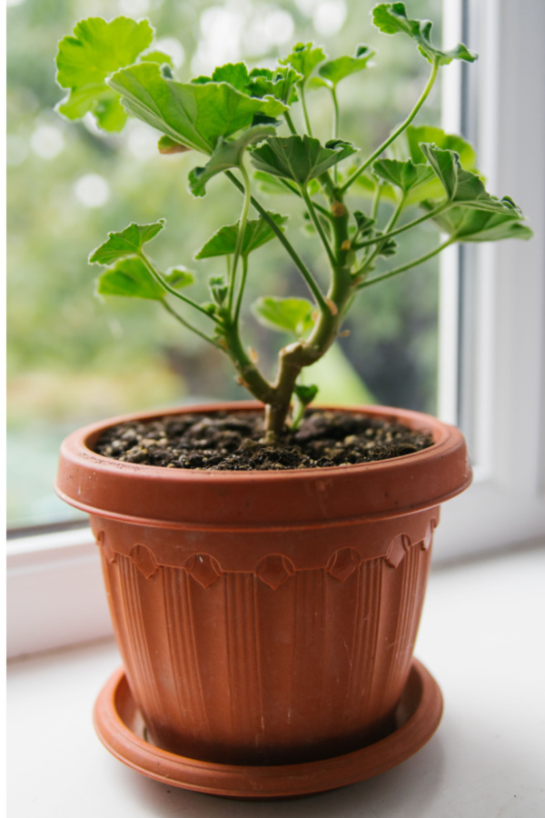 geranium as a houseplant