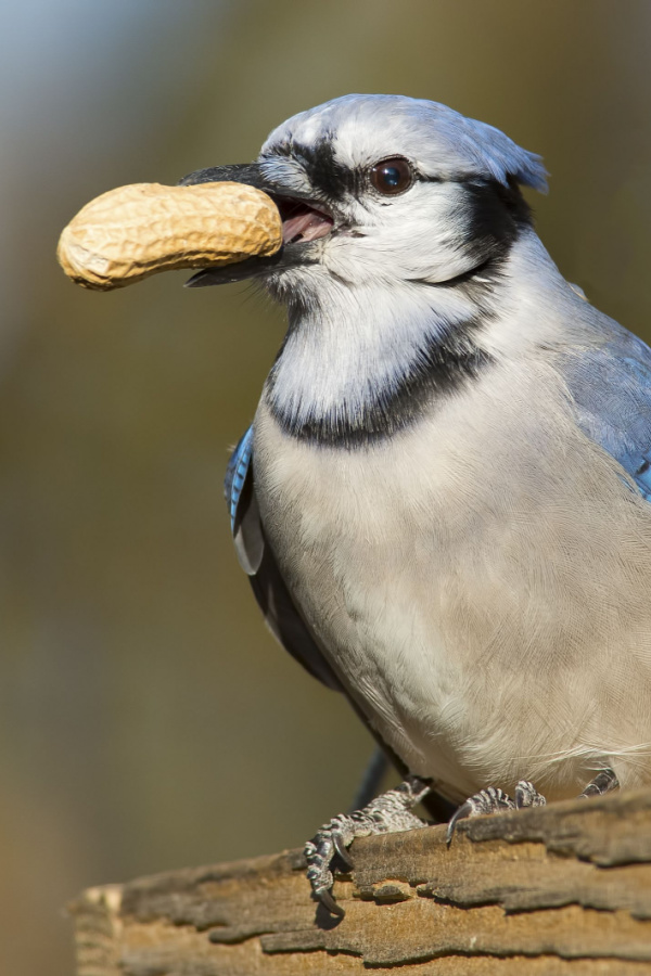 A blue jay with a whole peanut in the shell in its mouth.