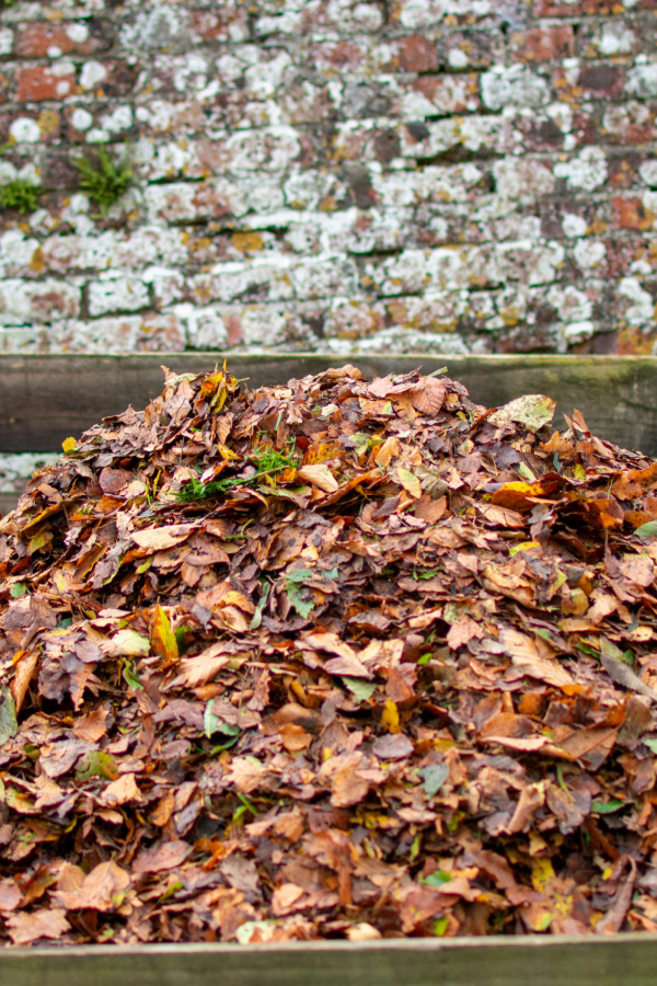 A pile of leaves to create leaf mold. 