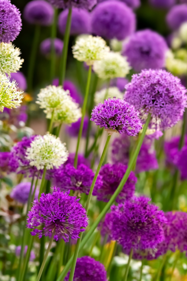 Allium blooms in different shades of purple and white.