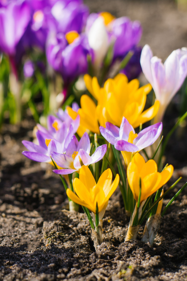 Crocus blooms in yellow, white, and different shades of purple