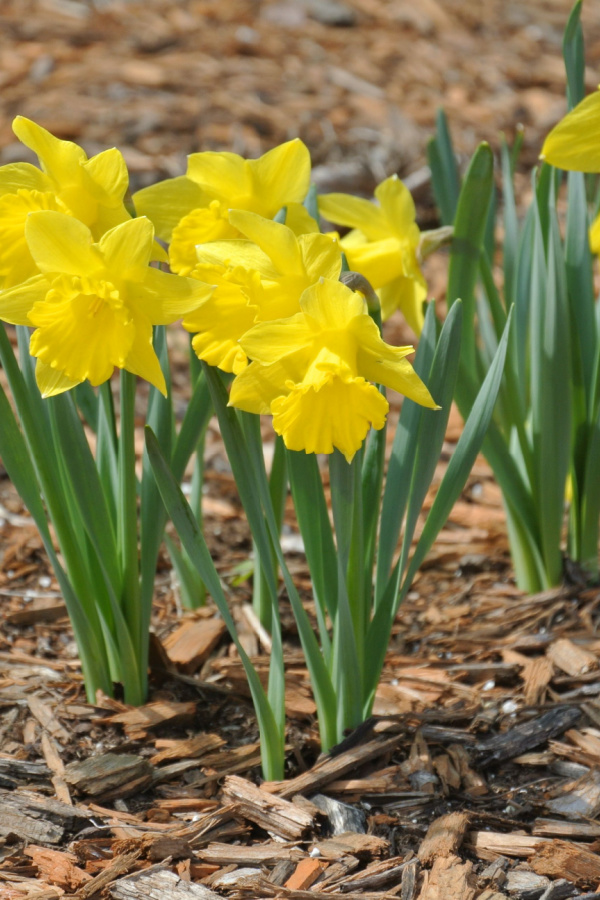 yellow daffodils blooming with wood mulch around them.