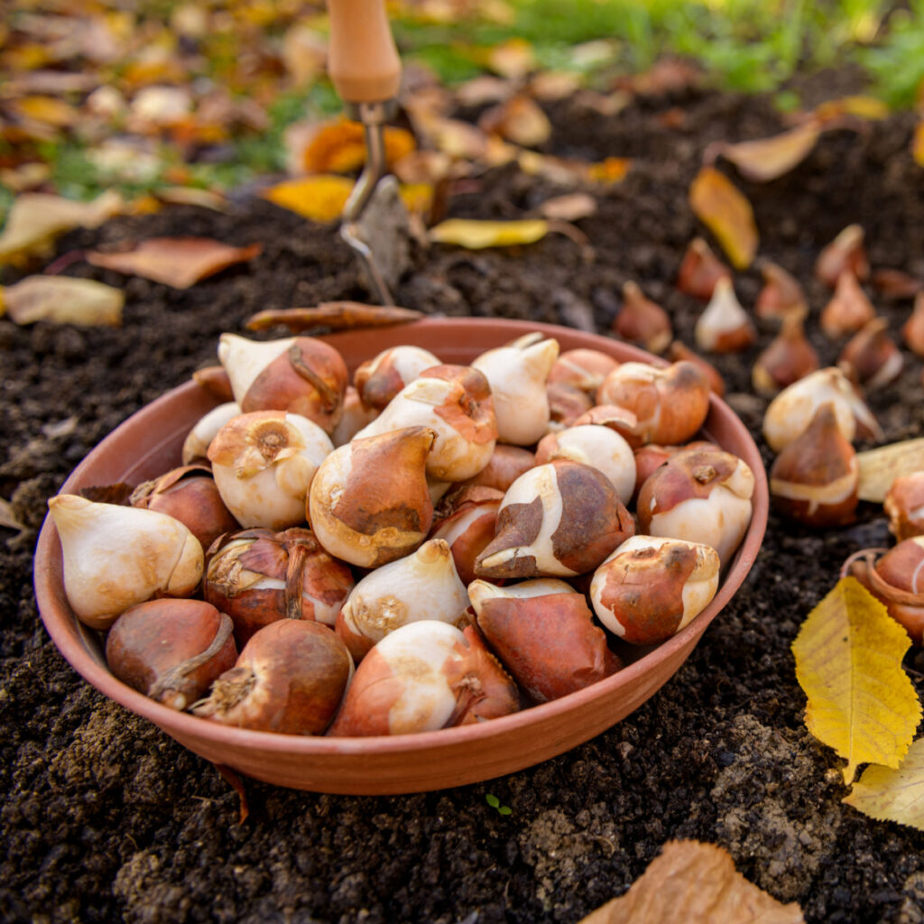 A bowl full of tulip bulbs sitting on the soil during the fall with leaves around waiting to be planted. 