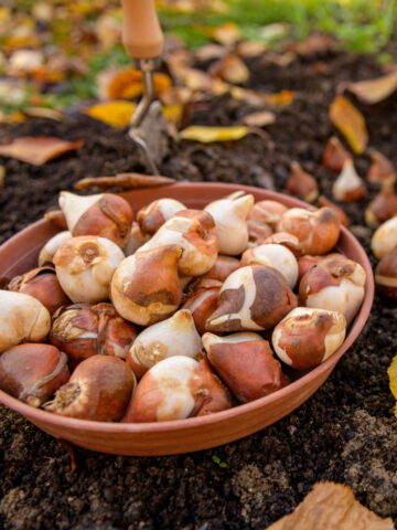 A bowl of flower bulbs waiting to be planted in the fall.