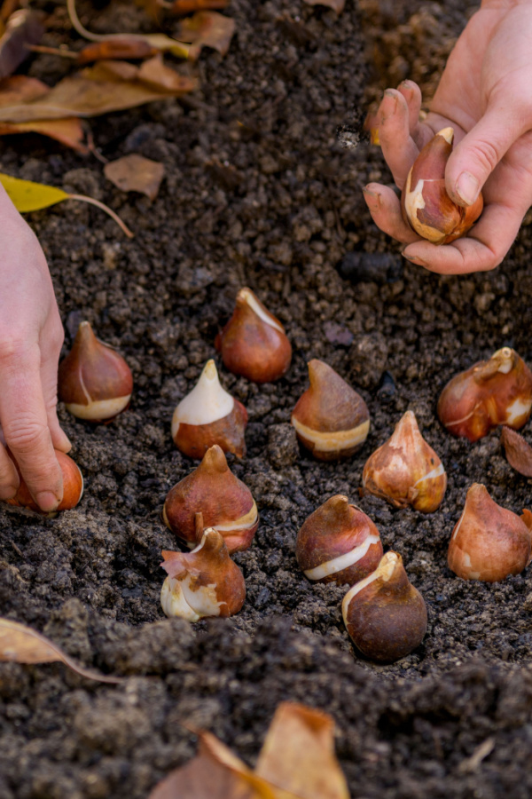Two hands planting bulbs in the fall.