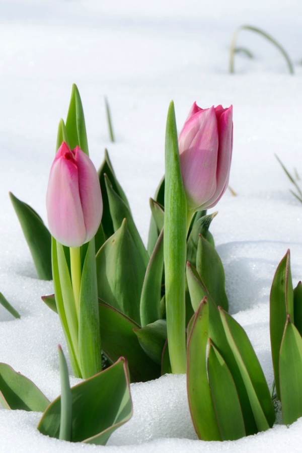 Two pink tulips closed and surrounded by snow - Bulbs that were planted in the fall.
