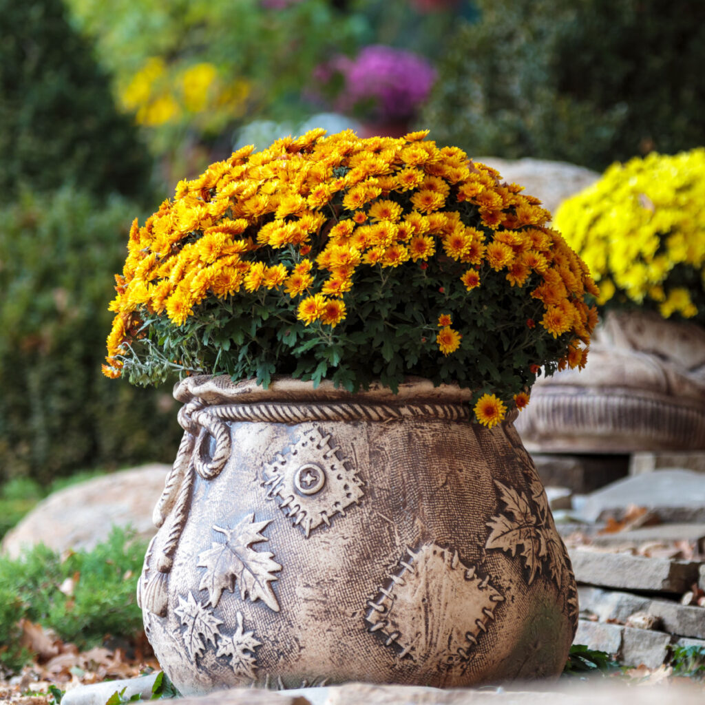 save potted mums
