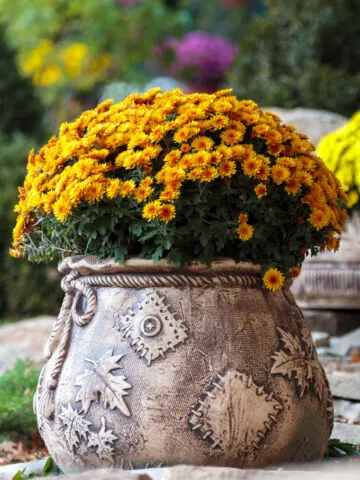 save potted mums