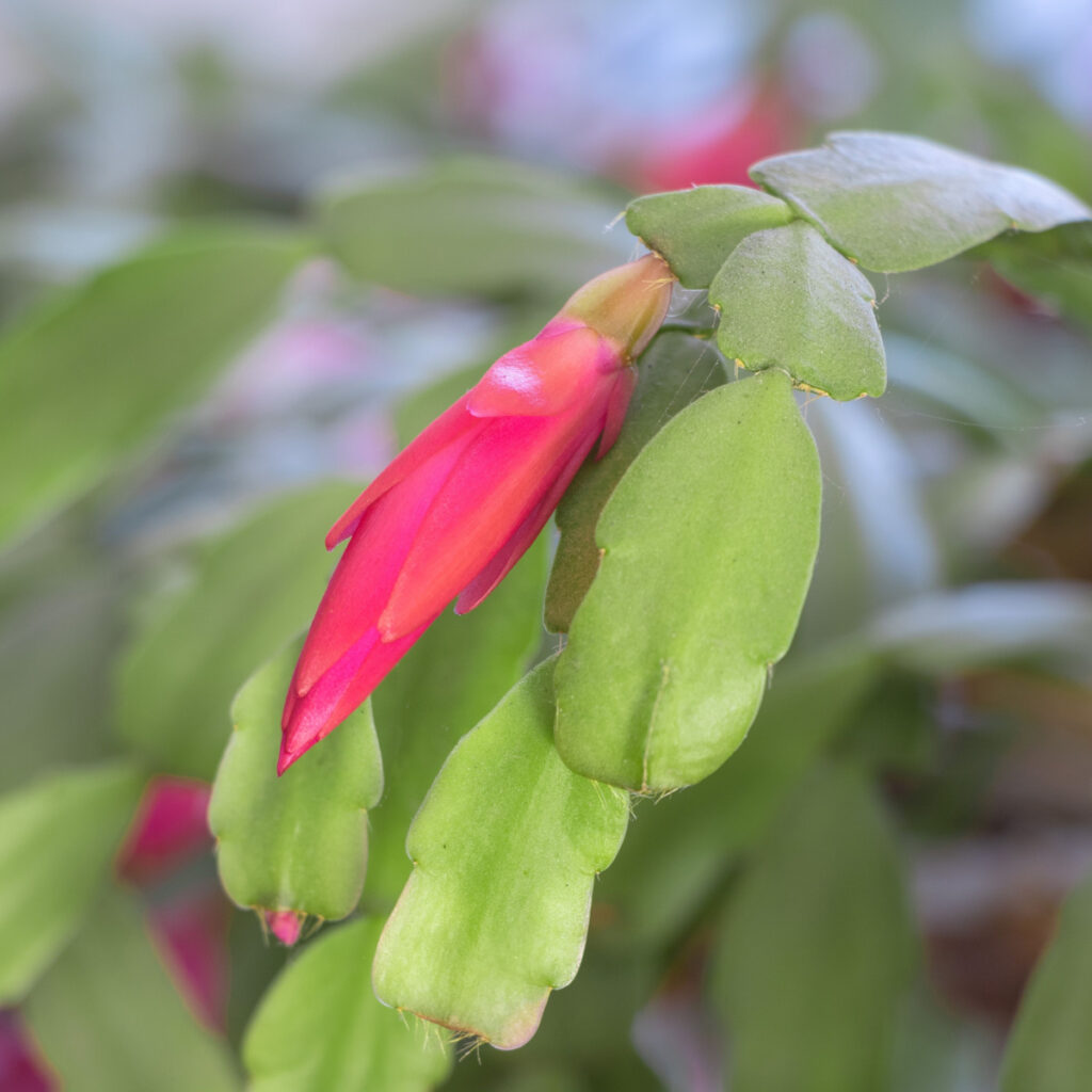 New pink buds on a Christmas cactus.