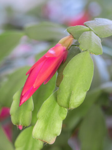 New pink buds on a Christmas cactus
