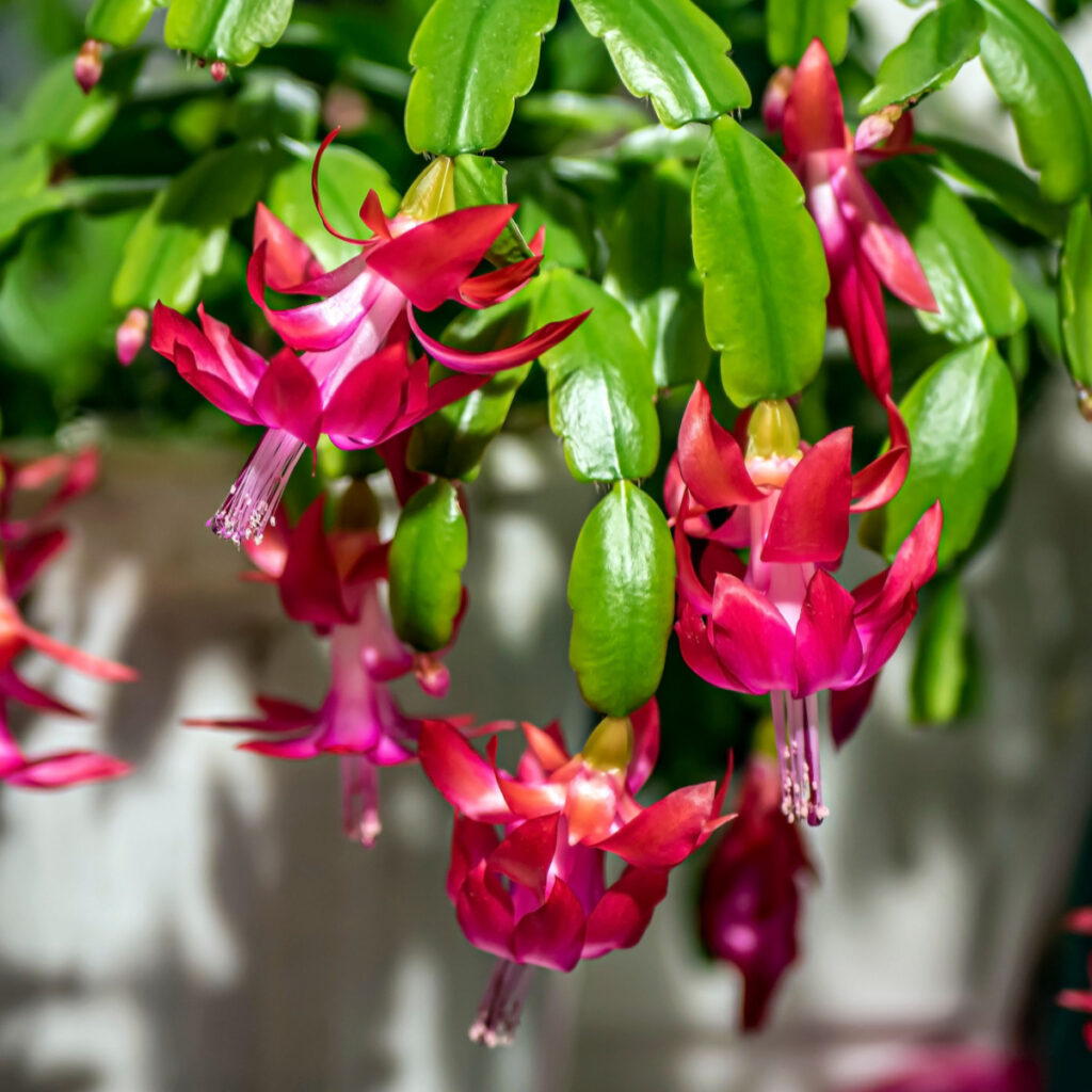 A Christmas cactus with pink blooms