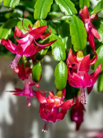 A Christmas cactus with pink blooms