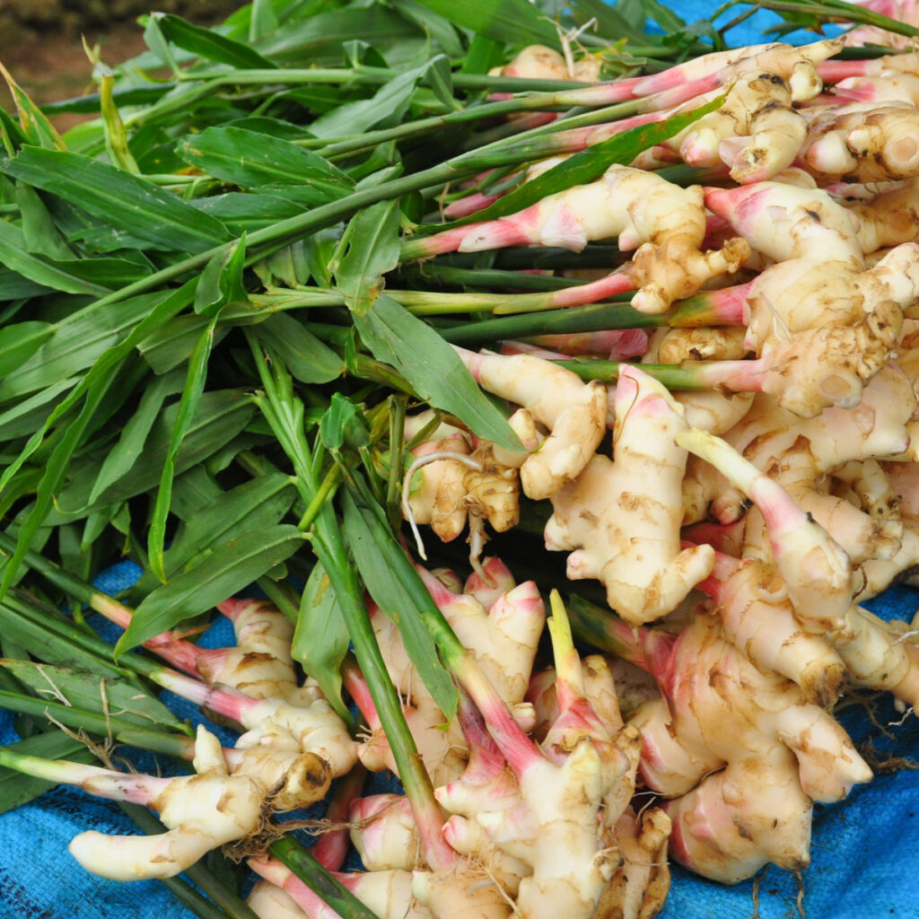 A pile of ginger with growing stalks attached. 