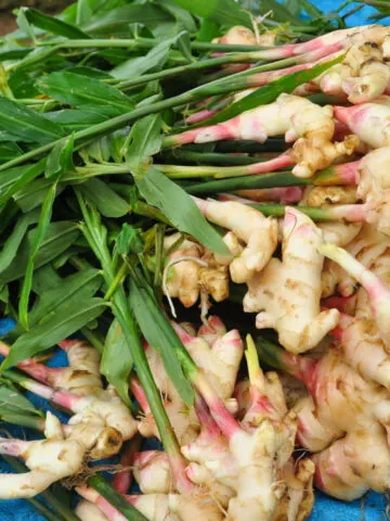 A pile of ginger with growing stalks attached