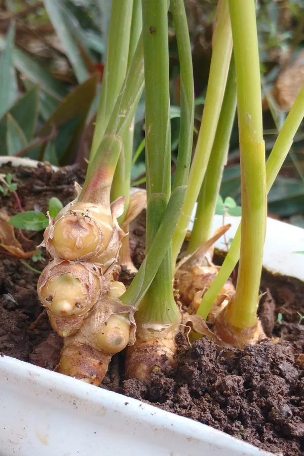 A plant of ginger growing in a container with some of the roots exposed.